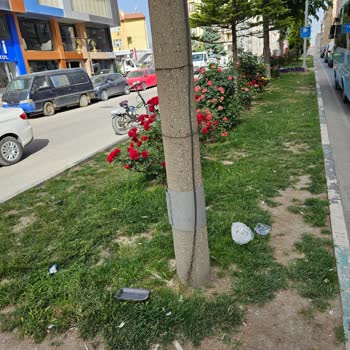 Kütahya Belediyesi Sokak Köpekleri Ve İnsan Yaşamı