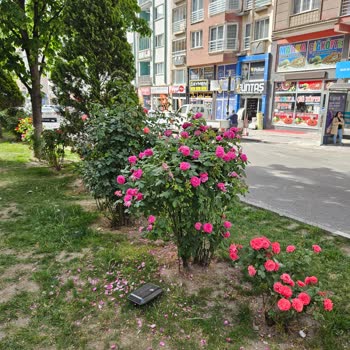 Kütahya Belediyesi Sokak Köpekleri Ve İnsan Yaşamı