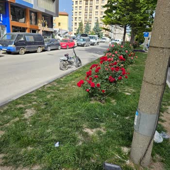 Kütahya Belediyesi Sokak Köpekleri Ve İnsan Yaşamı