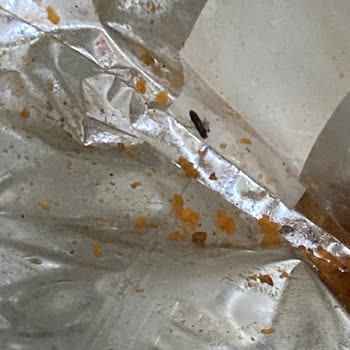 Ruffles Patates Cipsinin İçinden Çıkan Kelebek