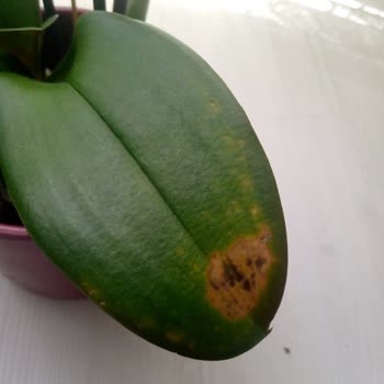 Çiçek Sepeti Orkide Fiyaskosu