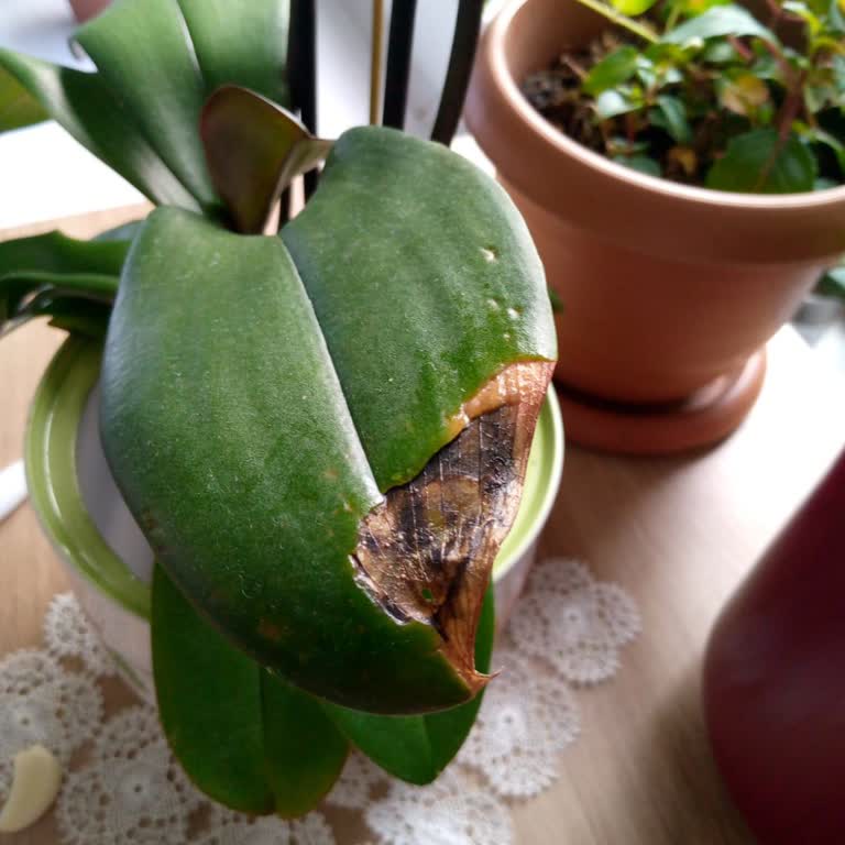 Çiçek Sepeti Orkide Fiyaskosu