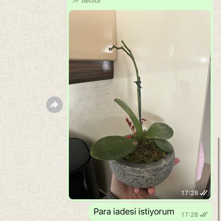 Lilyana Flowers Çiçek Sitesinin Mahcubiyeti