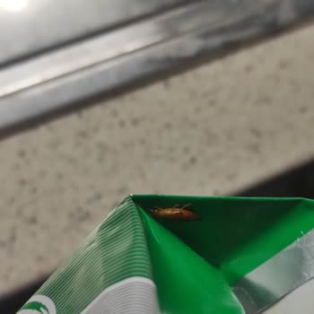 Pınar Et ve Süt Paketlenmiş Tereyağında Böcek Bulma Şikayeti