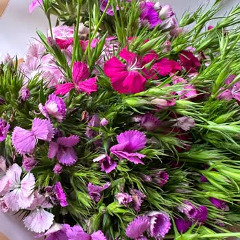 Çiçek Sepeti Taze Çiçek Değil Pörsümüş Hatta Kurumuş Çiçek Gönderdi.