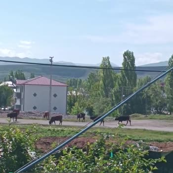 Horasan Belediyesi Çöplerin Toplanmaması