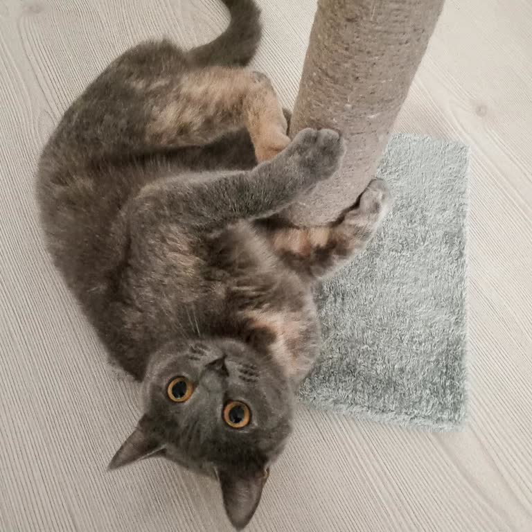 Üsküdar Belediyesi Kırma Kedileri Belediye Kısırlaştırmıyor