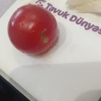 Tavuk Dünyası Menümde Kıl Çıktı, Domates Kurtluydu