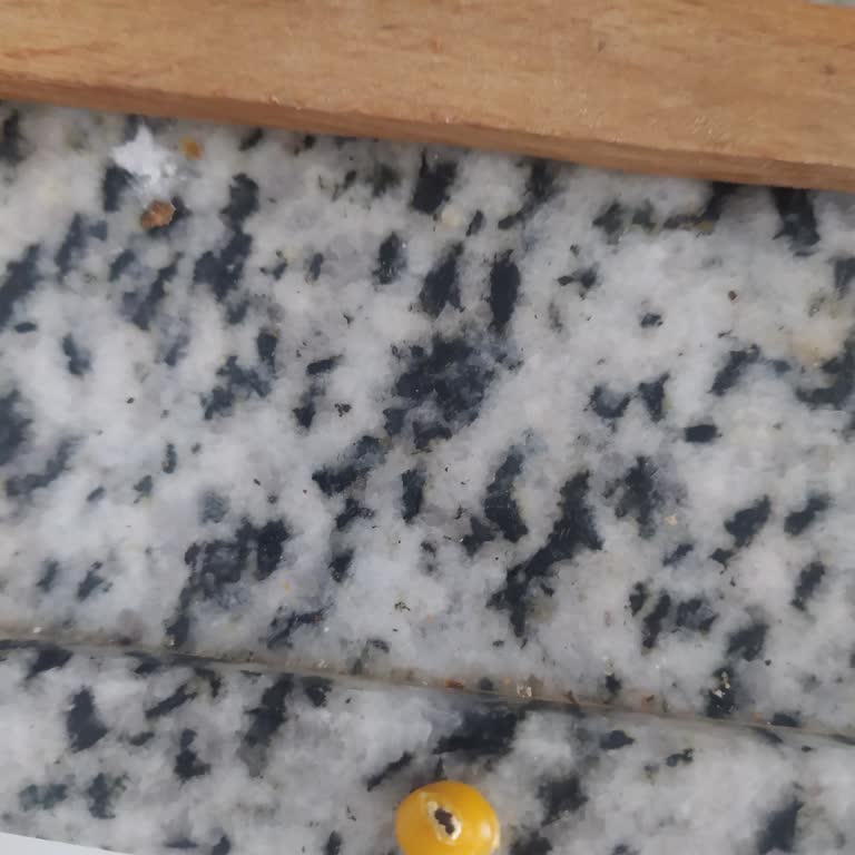 BİM Saban Nohut Böcekli