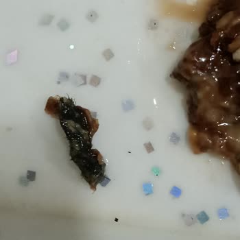 Tadelle Kıl Yumağı Çıktı