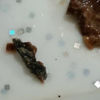 Tadelle Kıl Yumağı Çıktı