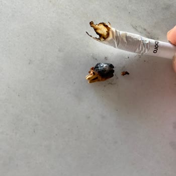 Philip Morris Sigardan Odun Çıktı
