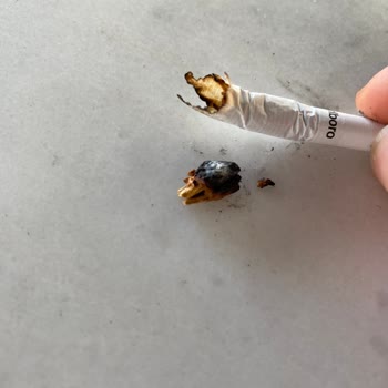 Philip Morris Sigardan Odun Çıktı