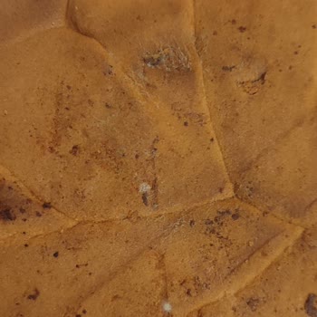Şok Marketler Bisto Markalı Pasta Tabanı Küflü Çıktı
