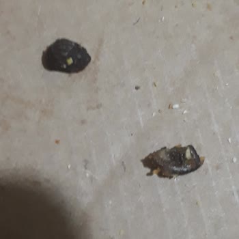 Little Caesars Pizza Yerken Zeytin Çekirdeği Çıktı Dışım Kırıldı.