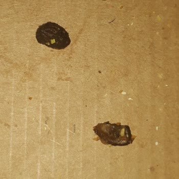 Little Caesars Pizza Yerken Zeytin Çekirdeği Çıktı Dışım Kırıldı.