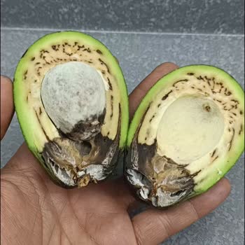 A101 Den Alınan Ayıplı Bozuk Küflü Avokado!