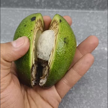 A101 Den Alınan Ayıplı Bozuk Küflü Avokado!