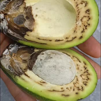 A101 Den Alınan Ayıplı Bozuk Küflü Avokado!