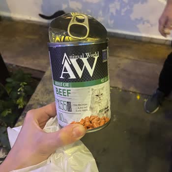 Animal World Yaş Mamayı Kediler Yemedi!