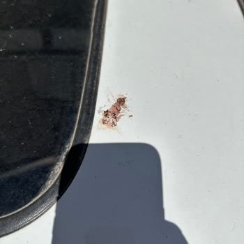 Honda Servis Aracımı Hiç İyi Bakmıyor