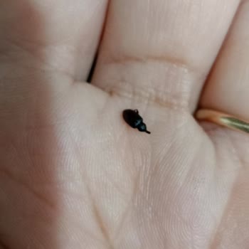 Knorr Insekten in Joghurtsuppe, Vertrauensverlust