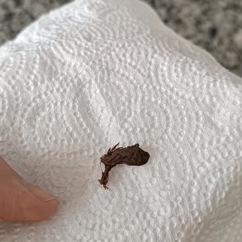 BİM Tea Tone Soğuk Çaydan Böcek Çıktı