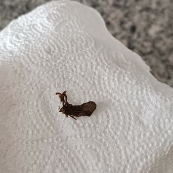 BİM Tea Tone Soğuk Çaydan Böcek Çıktı