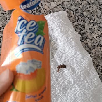 BİM Tea Tone Soğuk Çaydan Böcek Çıktı