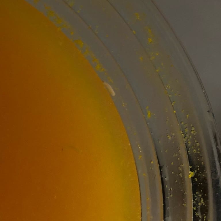 Starbucks İçeceğinde Canlı Kurtlar