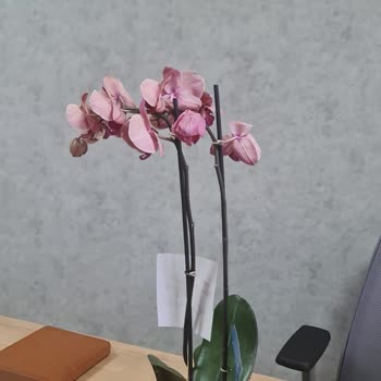 Çiçek Sepeti Ürünlerinin Arkasında Durmuyor.