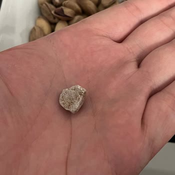 Gold Harvest Kuruyemiş Master Nut Kuruyemiş Taş Çıktı