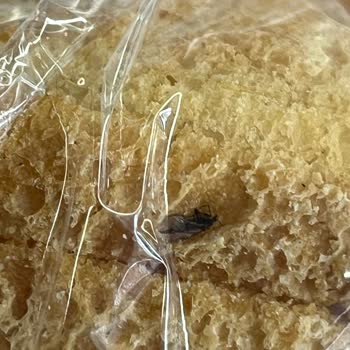 BİM Tost Ekmeği İçindeki Böcek