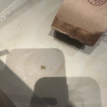 Kahve Dünyası Kurtlu Portakal Suyu