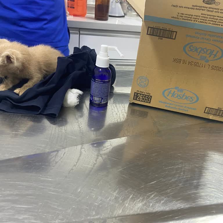 İbb - İstanbul Büyükşehir Belediyesi Hayvan Bakımı Muayenesi İletişim Sorunu