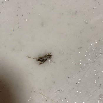 Ülker Cici Bebe Paketinden Çıkan Sinek