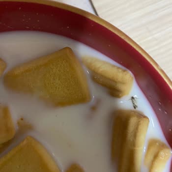 Ülker Cici Bebe Paketinden Çıkan Sinek