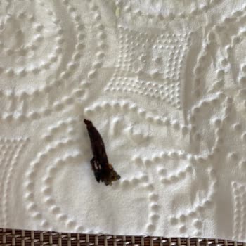 Feast Churros Patatesten Böcek Çıkması