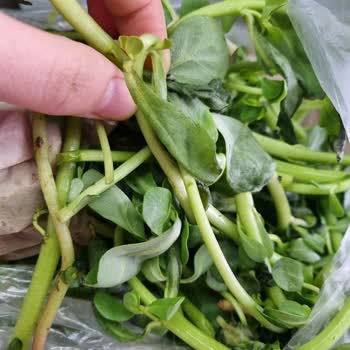 Getir Siparişinin En Kotu Yeşillikleri