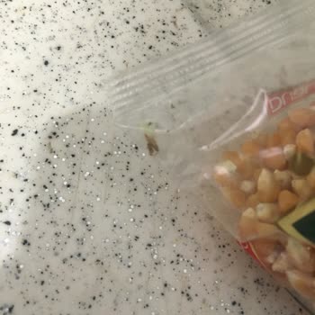 Duru Bulgur Ambalajlı Kurtlu Ürün