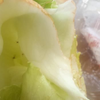 Komagene Marul Bozuk Ve Böcekli Çıktı