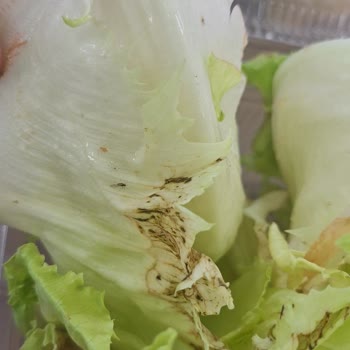 Komagene Marul Bozuk Ve Böcekli Çıktı