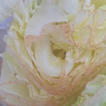 Komagene Marul Bozuk Ve Böcekli Çıktı