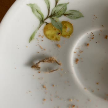 Eti Gıda Bisküvi Şikayeti