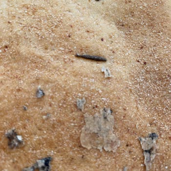 A101 Den Aldığım Ekmekten Çıkan Şeyler