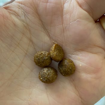 Happy Cat İçinden Kıl Çıktı