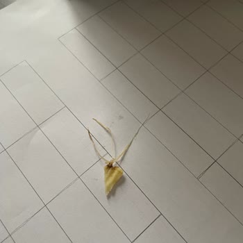 BİM Filizlenmiş Patates Cipsi