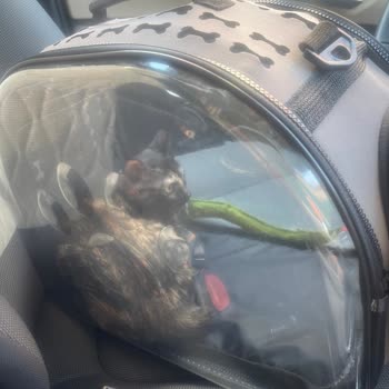 Hayvan Düşmanı Metro Market