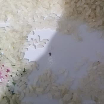 Migros Pirinç Böcekli Çıktı