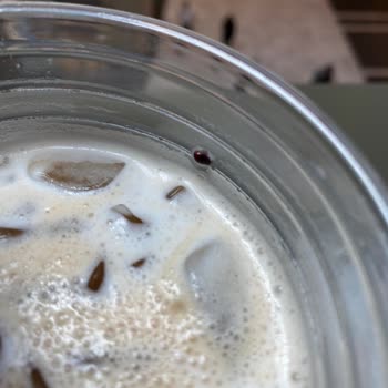 Starbucks Kahvesinden Böcek Yumurtası Çıktı